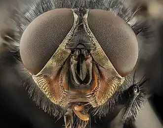 Голова Calliphora vicina.