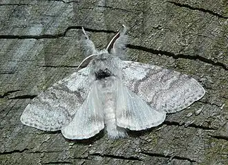 Краснохвост  (Calliteara pudibunda)