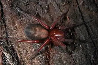 ППаук Callobius на красном дереве