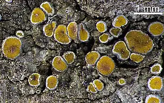 Калоплака восковая (Caloplaca cerina)