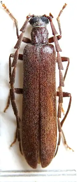 Узкокрылка пильчатоусая