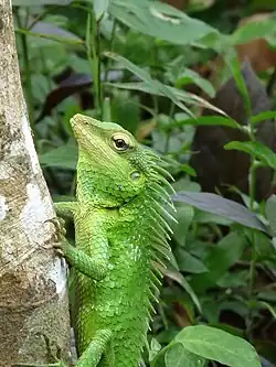 Крупночешуйный калот