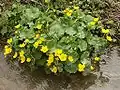 Калужница болотная (Caltha palustris)