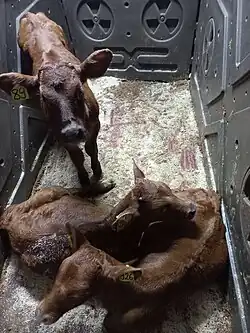 Телята на ферме в деревне Янис