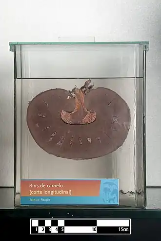 Однососочковая многодолевая гладкая почка верблюда бобовидной формы, у которой почечные сосочки полностью объединены в почечный гребешок