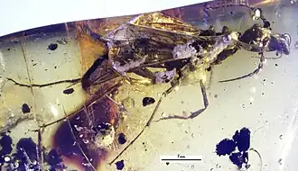 Camelomecia janovitzi в янтаре