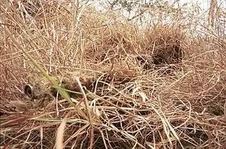 Замаскировавшийся снайпер