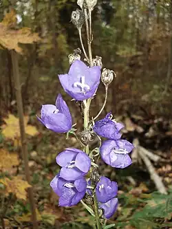 Колокольчик персиколистный (лат. Campanula persicifolia) — травянистое растение семейства Колокольчиковые.