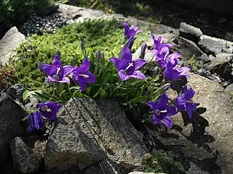 Колокольчик камнеломка