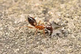 Муравей Camponotus albosparsus