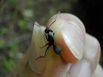 Японский муравей-древоточец