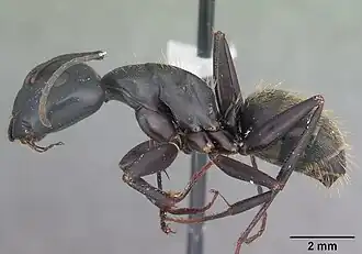 Муравей-древоточец Camponotus pennsylvanicus