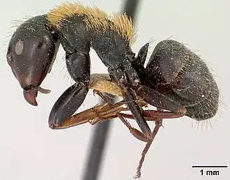 Муравей Camponotus ursus