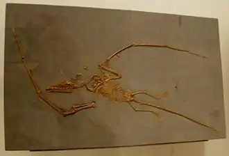 Окаменевший образец Campylognathoides liasicus