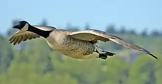 Канадская казарка (Branta canadensis)