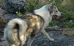 Канадская эскимосская собака