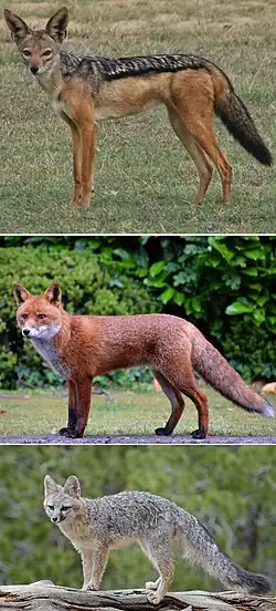 Сверху вниз: чепрачный шакал (Canini), обыкновенная лисица (Vulpini), серая лисица (базальная группа)