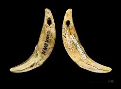 Украшение из волчьей или собачьей кости, Мадленская культура, Гурдан-Полиньян, Тулузский музей