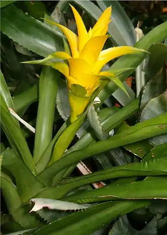 Canistropsis billbergioides