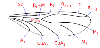 Жилкование крыла Canthyloscelis