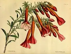 Рис. Л. Констанс (1853)