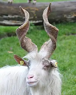 штопоро-образные