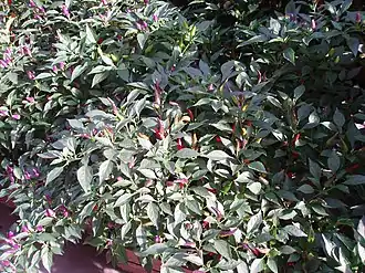 Перец овощной