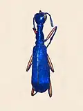 Neocollyris crassicornis