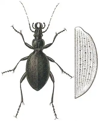 Carabus creutzeri