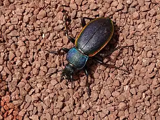 Carabus (Pachycranion) imperialis Fischer-Waldheim, 1823.