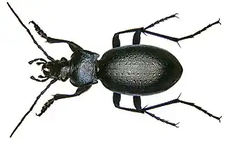 Carabus problematicus
