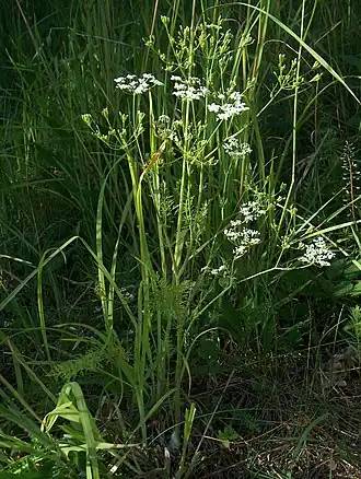 Тмин обыкновенный. Общий вид цветущего растения