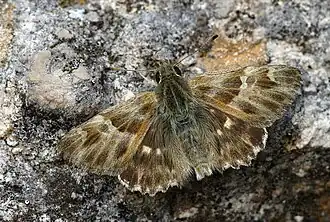 Carcharodus orientalis