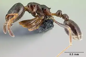 Рабочий муравей Cardiocondyla elegans