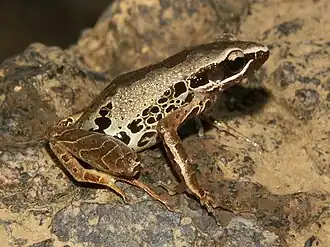 Светло-серая беззубница