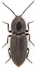 Cardiophorus ebeninus