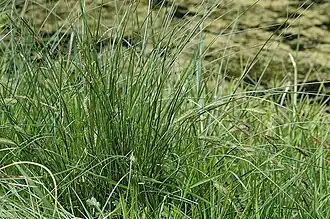 Carex rostrata