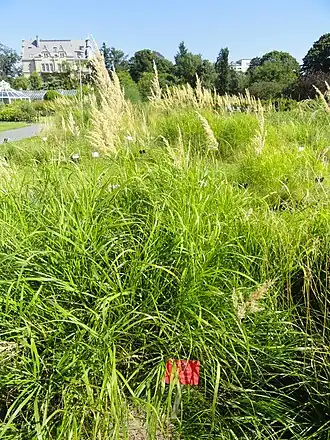 Общий вид группы цветущих растений