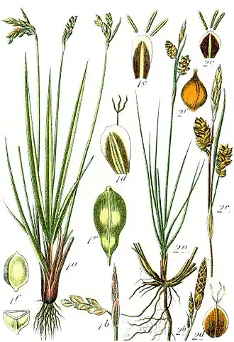 Ботаническая иллюстрация Якоба Штурма из книги Deutschlands Flora in Abbildungen, 17961 — Carex ornithopoda