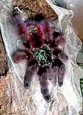 Avicularia versicolor.