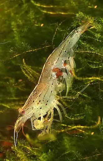 Caridina multidentata
