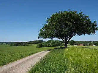 Вид на дерево с юго-запада, в сторону поселения Беннингхаузен