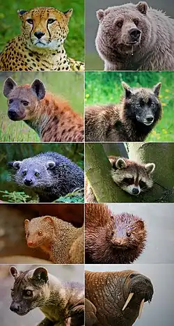 Разнообразие хищных.
1-й столбец (кошкообразные):гепард, пятнистая гиена, бинтуронг, индийский серый мунго, фосса;
2-й столбец (собакообразные):бурый медведь, волк, енот-полоскун, американская норка, морж.
