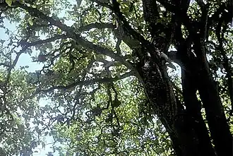 Тропический лес на атолле Каролайн (острова Лайн)