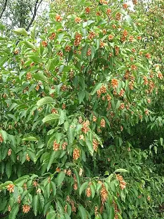 Хмелеграб обыкновенный. Типовой вид рода. Листья и плоды