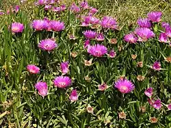 Carpobrotus acinaciformis