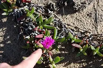 Carpobrotus rossii