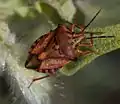 Carpocoris mediterraneusPentatomidae