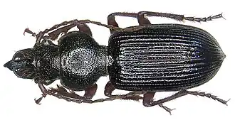 Carterus tricuspidatus