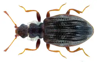 Cartodere nodifer, самец